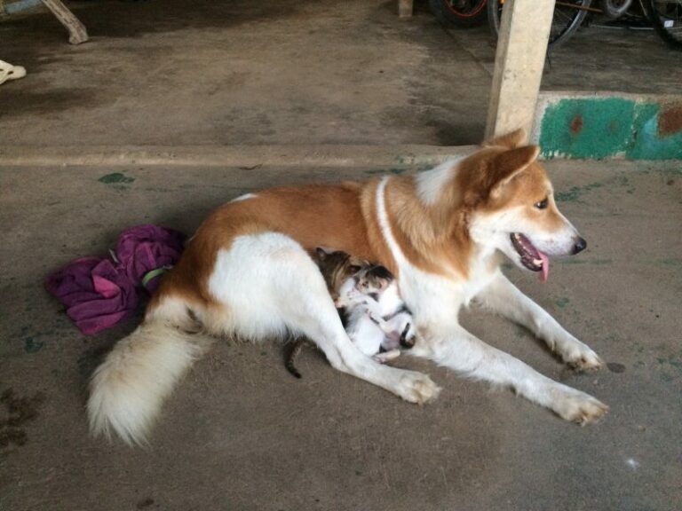Surin Dog Mom to Kittens (Video, Photos)(00)