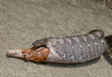 Python Swallows Pet Cat in Pathum Thani Home