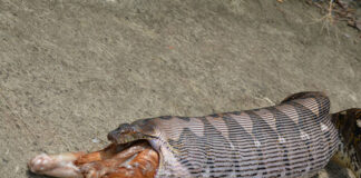 Python Swallows Pet Cat in Pathum Thani Home