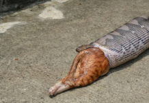 Photo Phriday: A Whole Lot to Swallow