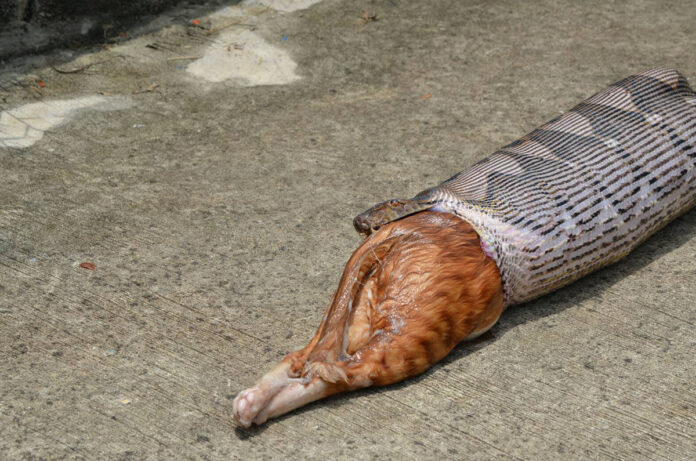 A python regurgitates Bobo, a house cat it swallowed after slithering into a home in September in northern metropolitan Bangkok.