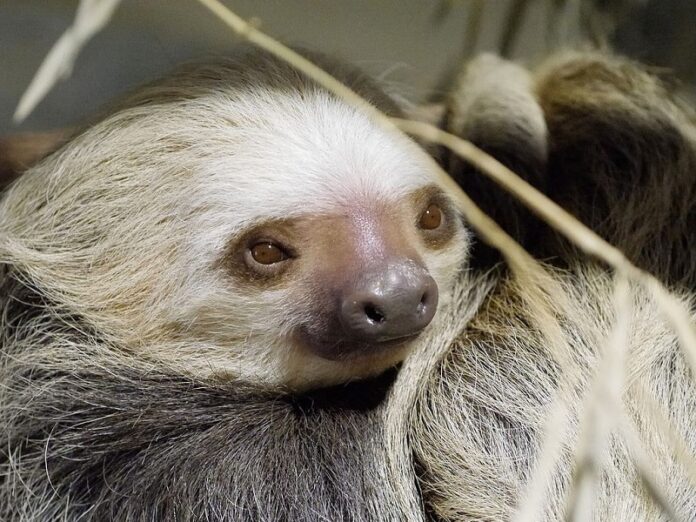 A Hoffmann's Two-Toed Sloth seen here in 2015 at the Philadelphia Zoo, Pennsylvania. Photo: Adam.zolkover / Wikimedia Commons