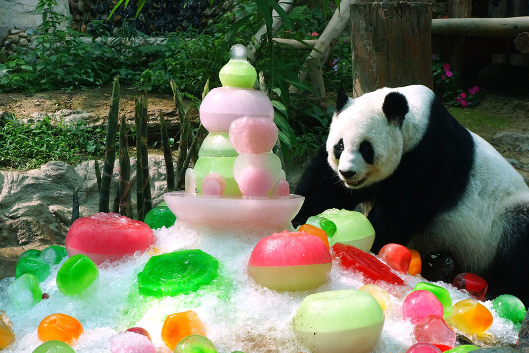 Lin Hui, a panda in Chiang Mai Zoo, celebrates her 16th birthday Thursday with a cake made of ice and fruit.