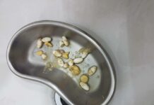 Lab Confirms Med Student’s Dog Died of Drug Overdose