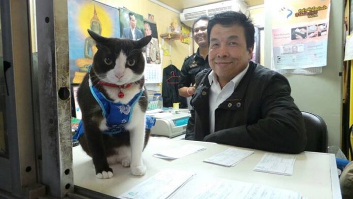 Former Transport Minister Chadchart Sittipunt poses with 'Long,' a celebrity train station cat, on Jan. 29, 2014.