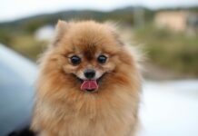 Vietnam’s Capital Urges Residents to Stop Eating Dog Meat
