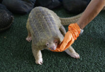Hong Kong Makes Record Seizure of Pangolin Scales, Ivory A customs official displays one of 136 seized illegal pangolins at a 2017 news conference at the Customs Department headquarters in Bangkok. Photo: Sakchai Lalit / Associated Press