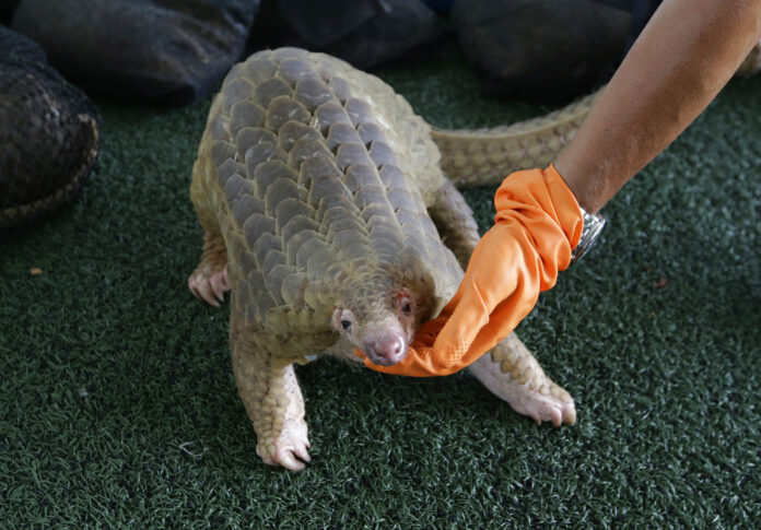 A customs official displays one of 136 seized illegal pangolins at a 2017 news conference at the Customs Department headquarters in Bangkok. Photo: Sakchai Lalit / Associated Press