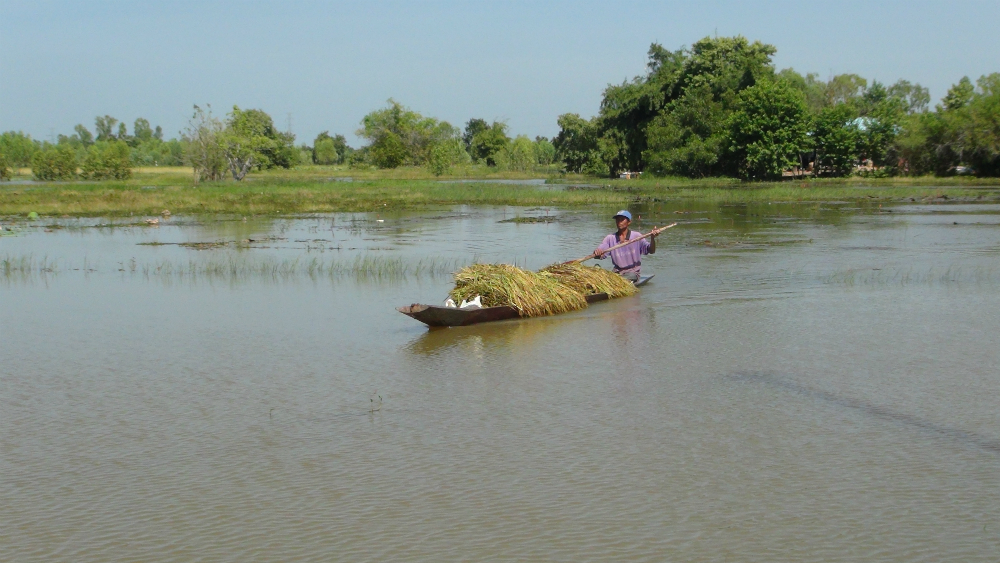 Farmers in Buriram province boards a boat Monday to harvest rice ahead of time as his rice field was sunk by a meter flood.