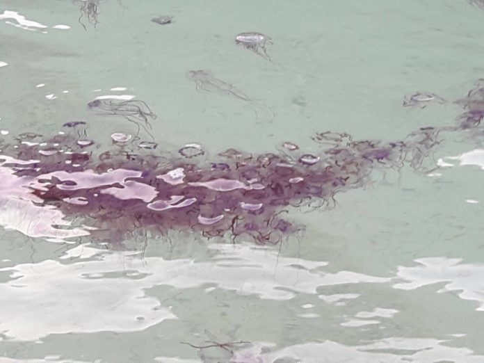 Poisonous Pelagia panopyra jellyfish Tuesday at the beach at Koh Hong.