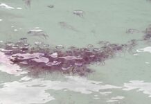 ‘Pink Fire’ Jellyfish Swarm Off Krabi Islands (Video)