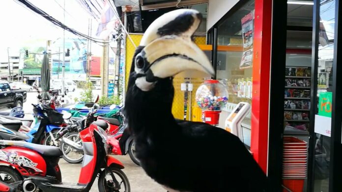 The local friendly hornbill Wednesday in Krabi City.