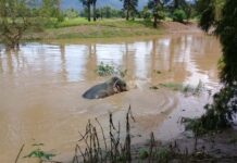 Rescuers Unable to Free Elephant Swept Into Creek by Flash Flood
