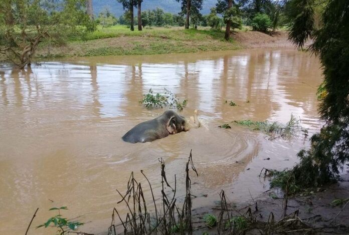 A female elephant struggles to keep her head above the water of a creek she was swept into Tuesday in Phitsanulok province.