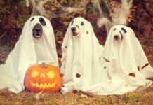 Get Your Halloween On at These 5 Bangkok Events
