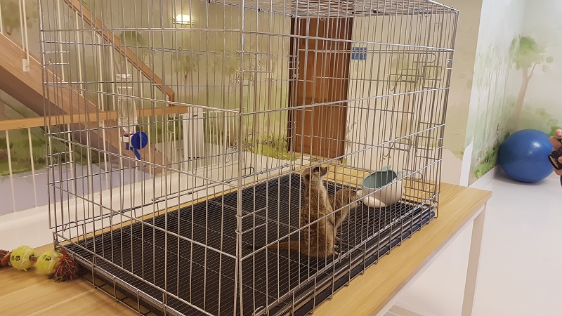 Two distressed-looking meerkats in a bare cage with no bedding, toys or shelter except for a water bottle and food bowl.
