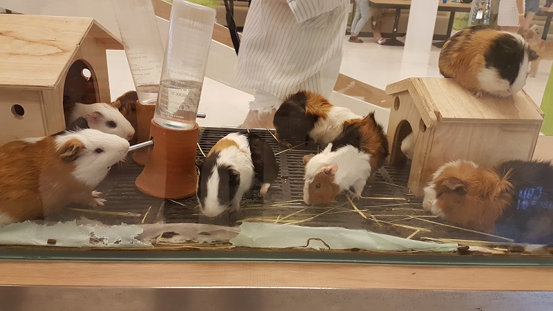 Ten Guinea pigs are crowded into a small enclosure with no apparent food. Most were scratching themselves raw, and many appeared to have sores. There was no hay for them.