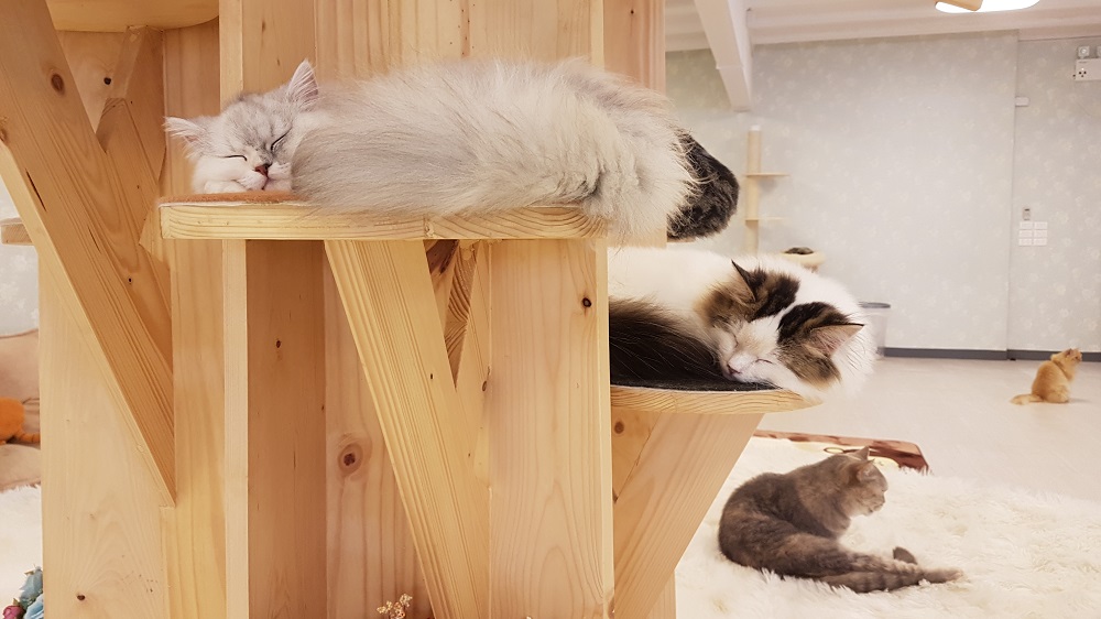 Cats rest inside the Kitties and Bears pet cafe Thursday in Bangkok's Siam Square.