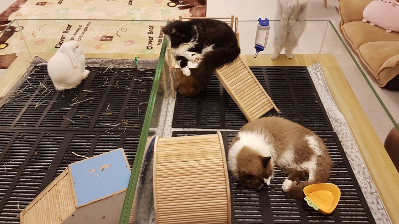 Rabbits share an enclosure with cats. An empty water bottle and food bowl are visible.