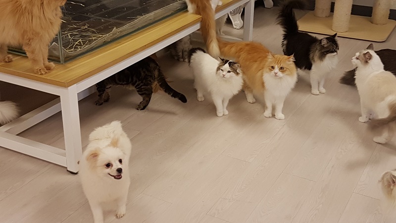 Kitties respond to a dog who has made it onto their floor.