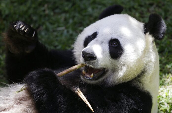 A giant female panda from China named Hu Chun eats bamboo at Taman Safari Indonesia zoo Wednesday in Bogor, West Java, Indonesia. Photo: Achmad Ibrahim