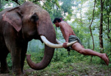 Zoo Sorry For ‘Unpreventable’ Death of Mahout by ‘Ong Bak’ Elephant