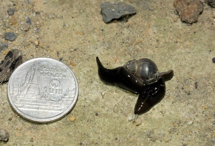 A New Guinea Flatworm preys on a snail in Pathum Thani province. Photo: Nonn Panitvong