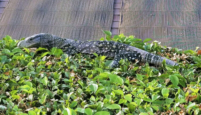 A four-foot-long crocodile monitor, a lizard that can grow to eight feet long, sunning itself Wednesday on a hedge in Williams' backyard in Riverside, California. It's legal to own them in the California. It's currently in the custody of the Riverside County Department of Animal Services, and if the owner doesn't claim it, the monitor will be sent to a sanctuary for exotic animals. Photo: J. Craig Williams