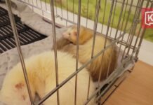 Owner of Cafe Where Animals Died Sorry For ‘Lapses’ One of two ferrets suffering coughing fits.