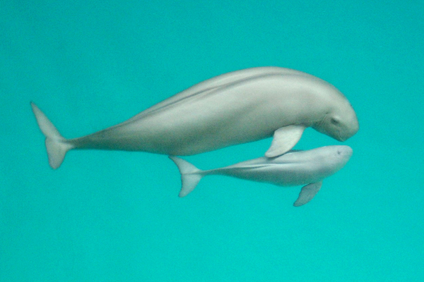 0702.14 Yangtzefinlessporpoise Neophocaenaasiaeorientalisasiaeorientalis CriticallyEndangered XiaoqiangWang.600