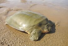 Nest of Endangered Giant Softshell Turtle Found in Cambodia