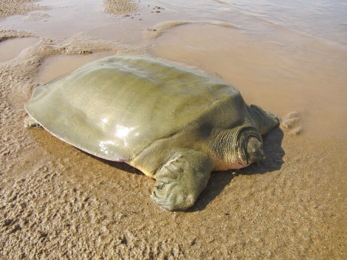 An endangered Asian giant softshell turtle is seen near a nest of eggs on a sandbar in the Mekong river between Kratie and Stung Treng, northeastern Cambodia. Photo: Associated Press
