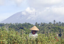 Bali Volcano Emits Wispy Plume of Steam, Flights Resume A woman collects flowers during harvesting with a backdrop of the Mount Agung volcano covered by clouds in Karangasem, Bali, Indonesia, Monday, Dec. 4, 2017. Gushing ash from Bali's Mount Agung volcano has dissipated into a wispy plume of steam. Indonesia's disaster mitigation agency said Monday the volcano remains at its highest alert level but most of Bali is safe for tourists. Photo: Firdia Lisnawati / Associated Press