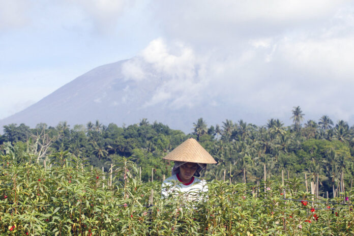 A woman collects flowers during harvesting with a backdrop of the Mount Agung volcano covered by clouds in Karangasem, Bali, Indonesia, Monday, Dec. 4, 2017. Gushing ash from Bali's Mount Agung volcano has dissipated into a wispy plume of steam. Indonesia's disaster mitigation agency said Monday the volcano remains at its highest alert level but most of Bali is safe for tourists. Photo: Firdia Lisnawati / Associated Press