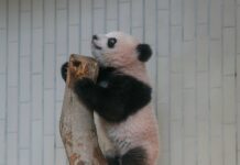 Panda Preview: Tokyo Trots Out Newest Baby (Video)