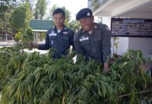 Thailand to Build First Legal Weed Farm
