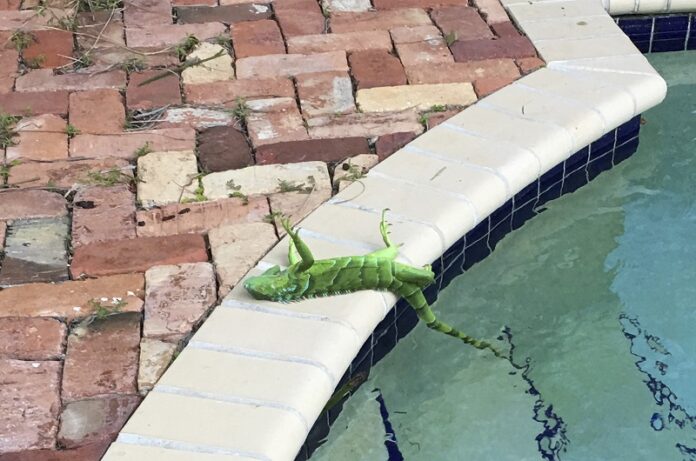 An iguana that froze lies near a pool Thursday after falling from a tree in Boca Raton, Florida. Photo: Associated Press