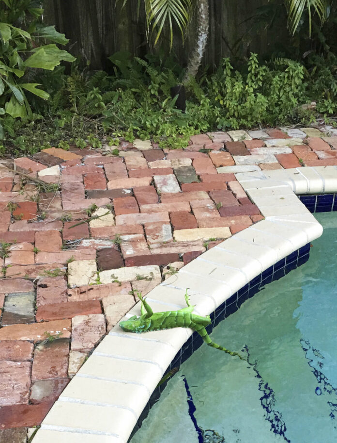 An iguana that froze lies near a pool after falling from a tree in Boca Raton, Florida, on Thursday. Frank Cerabino / Twitter