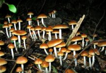Koh Phangan Bar Busted for Selling Shrooms, Laughing Gas