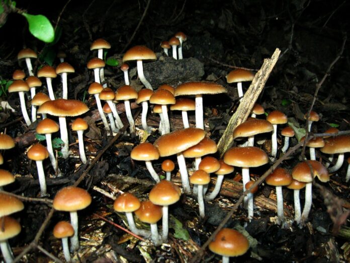 Psilocybe mushrooms. Photo: Wikimedia Commons