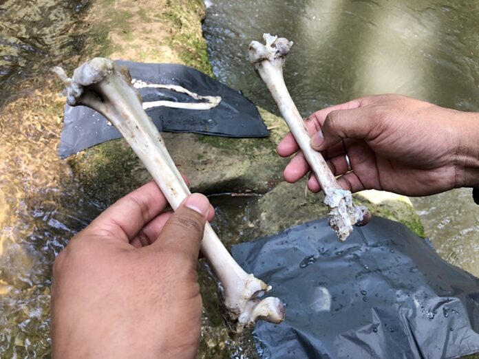 Panther leg bones that wildlife officials found Wednesday in Thungyai Naresuan Wildlife Sanctuary. Authorities believe it belonged to a black panther allegedly killed by Premchai Karnasuta.