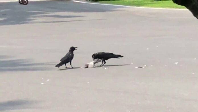 Two crows peck at the corpse of a pigeon they killed Tuesday at Government House.