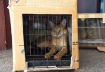 Near-Extinct Swamp Cats Seized From Bangkok Home