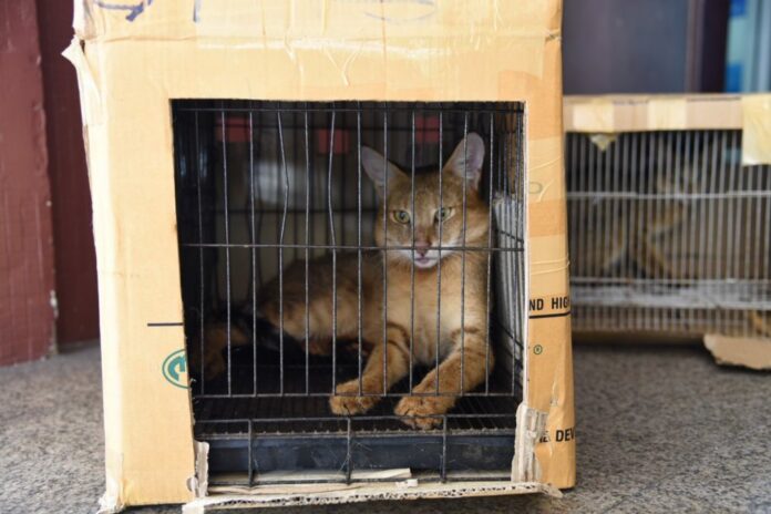 Two swamp cats were seized on Wednesday at a residence in Bangkok. Photo: Department of National Parks Wildlife and Plant Conservation / Facebook