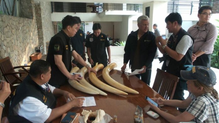 Police display ivory and guns found in a search at Premchai Karnasuta’s house Wednesday.