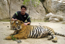 ‘Tiger Temple’ to Reopen as Tiger Zoo Photo: Matt Mangam / Flickr