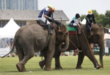 8 Sponsors Drop Thai Elephant Polo: PETA