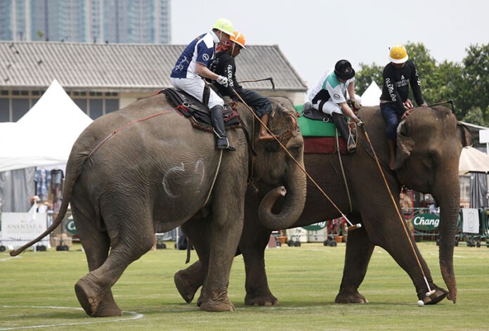 Thailand Elephant Polo