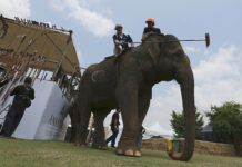 Elephant Polo Organizers Vow Changes as Sponsors Pull Out