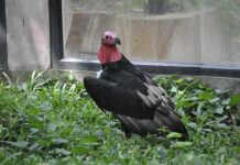 Officials Admit Knowing About Bird Flu Strain Since August